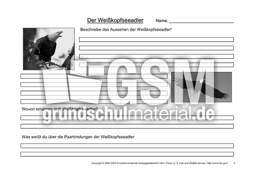 Weißkopfseeadler-Fragen-2.pdf